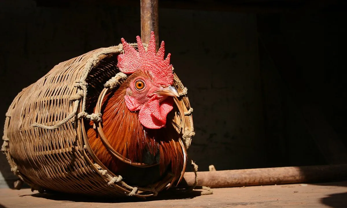 Stock image of a rooster. (Danielkirsch/Pixabay)