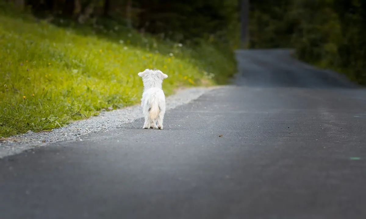 Stock image of an abandoned dog. (Pezibear/Pixabay)