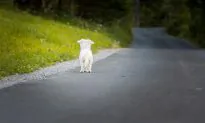 Heartrending Viral Video Shows Dog Chasing Car That Abandoned Him