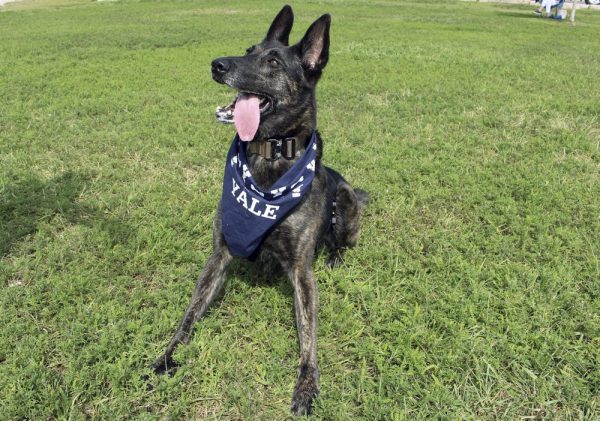 Mina, the service dog for former U.S. Navy SEAL James Hatch, wears a Yale bandana