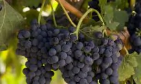 Food Memories: An After-School Snack in the Vineyards