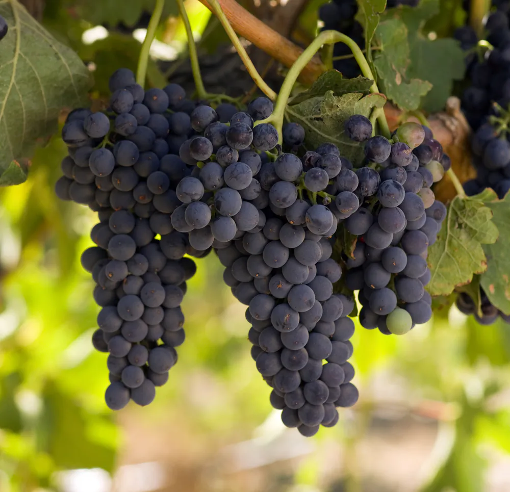 Concord grapes, in season in the fall. (Shutterstock)