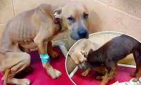2 Abused Dogs Form Unbreakable Bond at Shelter–So They Find a Human Family to Adopt Both Together