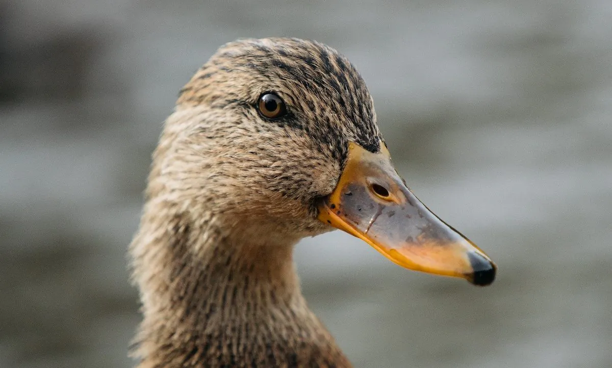 Stock photo of a duck. (Björn Antonissen/Unsplash)