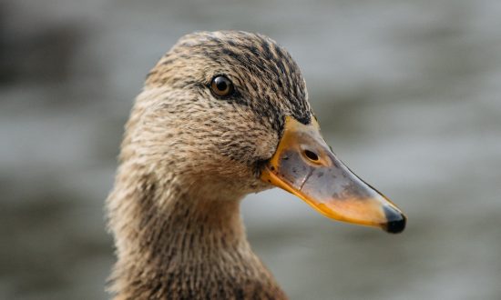 High School Football Players Suspended After Duck Was Killed: Reports