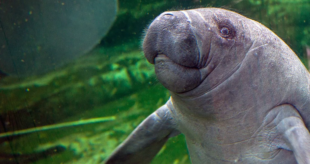 A baby manatee at the Zoo Parc of Beauval, France, on July 19, 2014. (Guillaume Souvant/AFP/Getty Images)