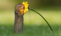 Impressive Photo of the Moment a Squirrel Sniffs a Flower Goes Viral