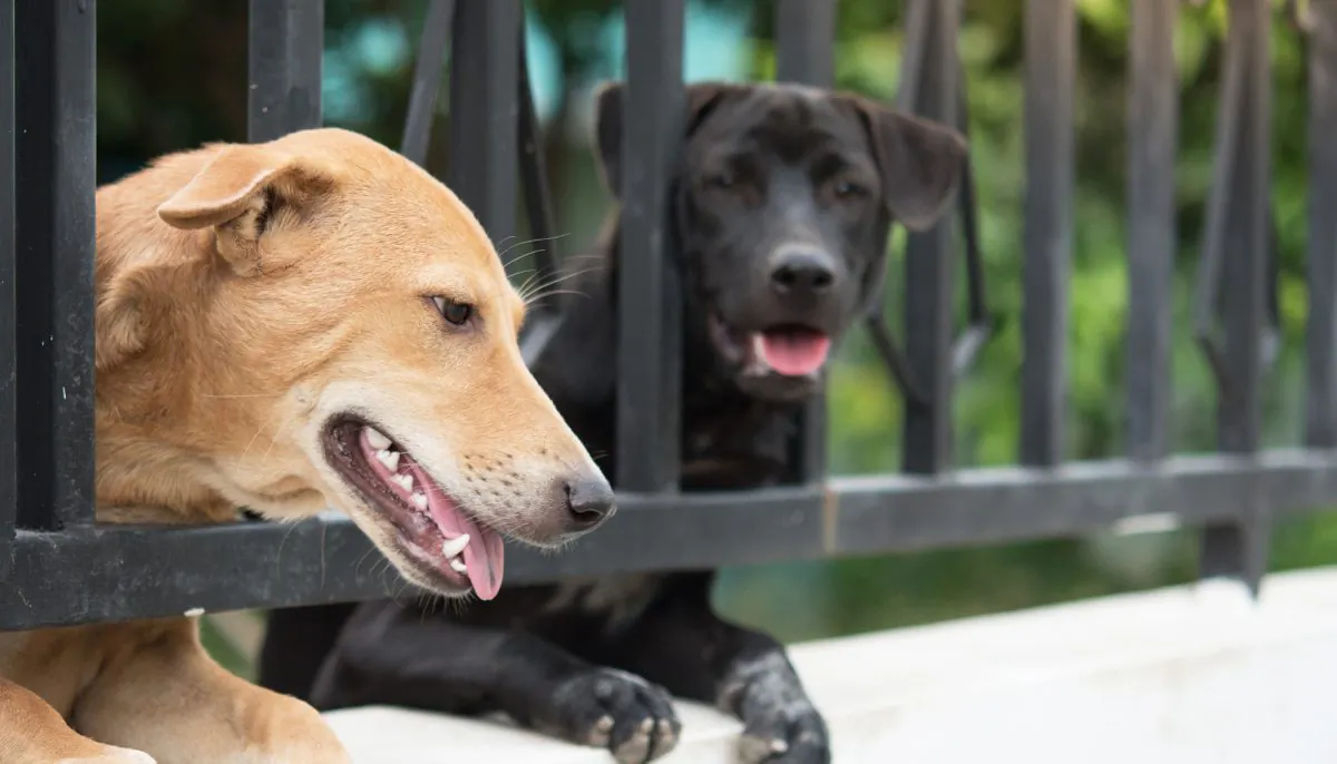 Dogs peek through a gate in a file photo. (Illustration - Shutterstock)   