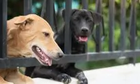 Senate Unanimously Passes Bill Making Animal Cruelty a Federal Crime