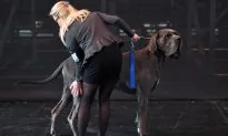 7-foot-tall Great Dane Named Freddy Sets Guinness Record for ‘World’s Largest Dog’