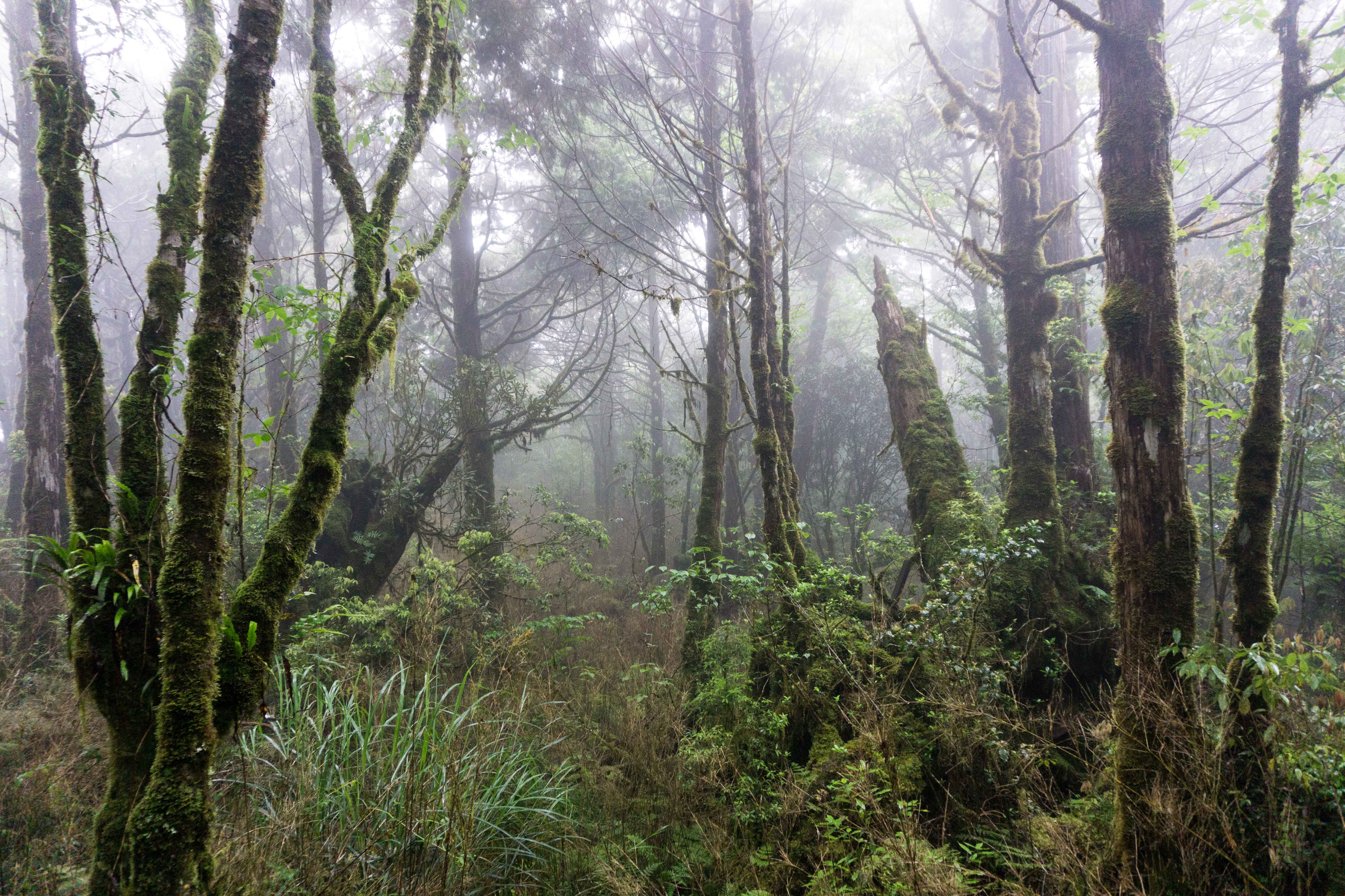 fog