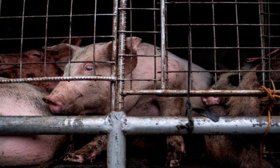 Taiwan Government Implements Urgent Measures After African Swine Fever Outbreak in Philippines