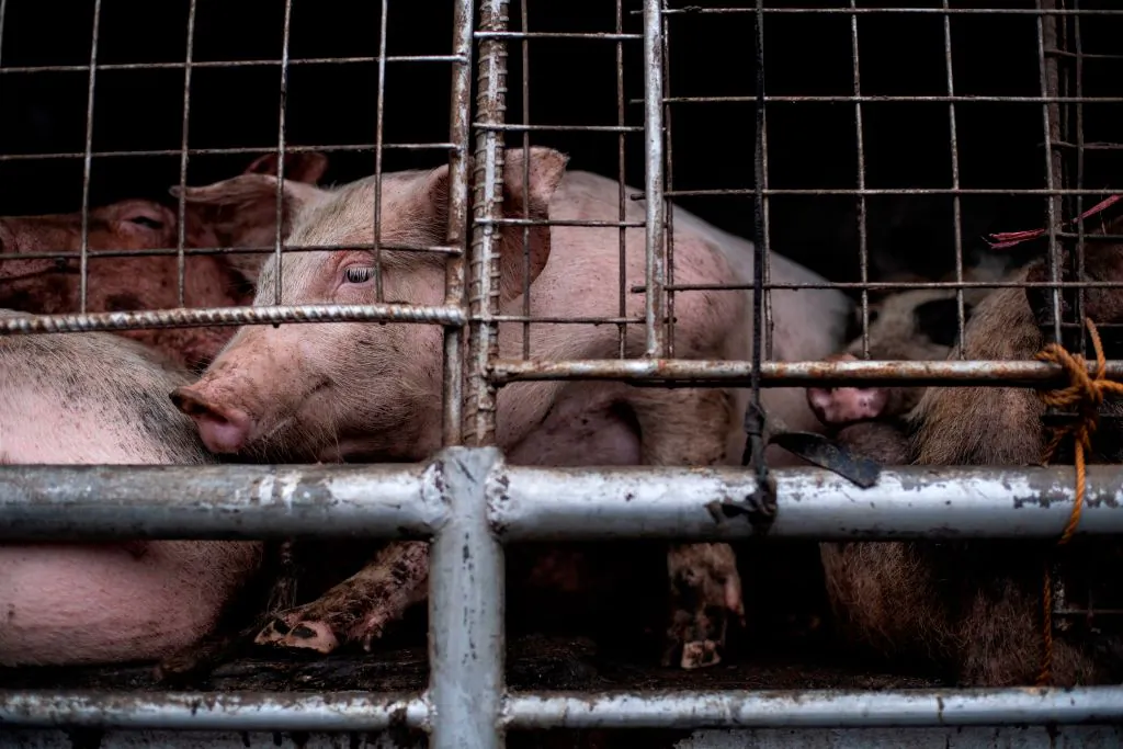 Pigs in a truck in Manila, the Philippines, on Dec. 21, 2018. (Noel Celis/AFP/Getty Images)