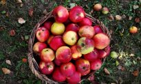 Gone Heirloom Apple Hunting