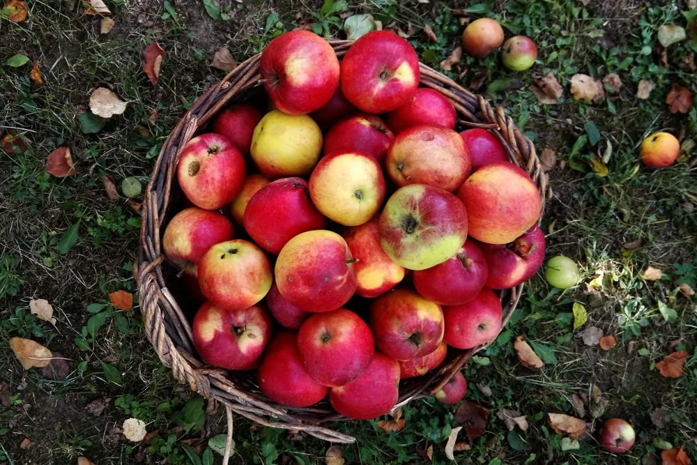 Beyond the supermarket, a wide, colorful world of apples awaits. (Shutterstock)