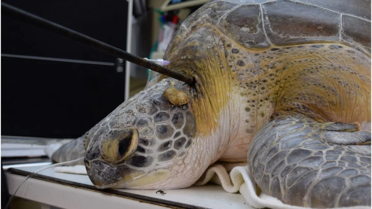 Green sea turtle named 'Splinter' was found with a 3-foot-long spear in its neck near Key Largo in Marathon, Florida, on Sept. 7, 2019. (Turtle Hospital)