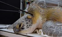 Sea Turtle Found With Spear in Its Neck is Latest in String of Attacks in Florida