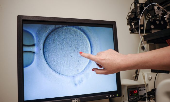 In this file image at an unrelated facility in Virginia, an embryologist shows an Ovocyte after it was inseminated on June 12, 2019. (Ivan CouronneI/AFP/Getty Images)