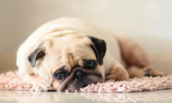 Bad Boy! Dog Costs Mississippi Officials More Than $7,000