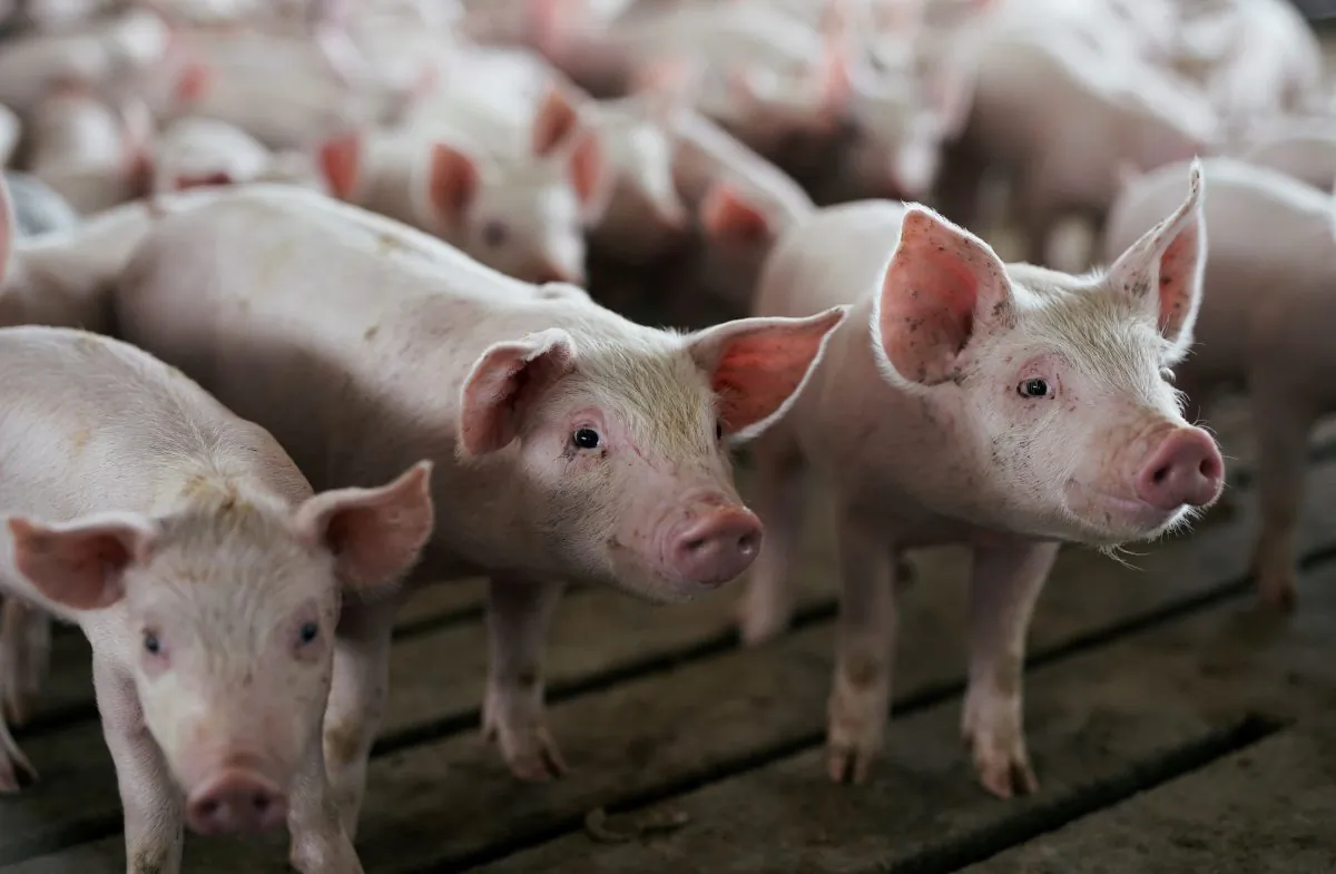 Young pigs in a pen at a hog farm in Ryan, Iowa, U.S., on May 18, 2019. (Ben Brewer/Reuters)
