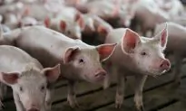China to Exempt US Pork, Soybeans From Additional Tariffs: Xinhua