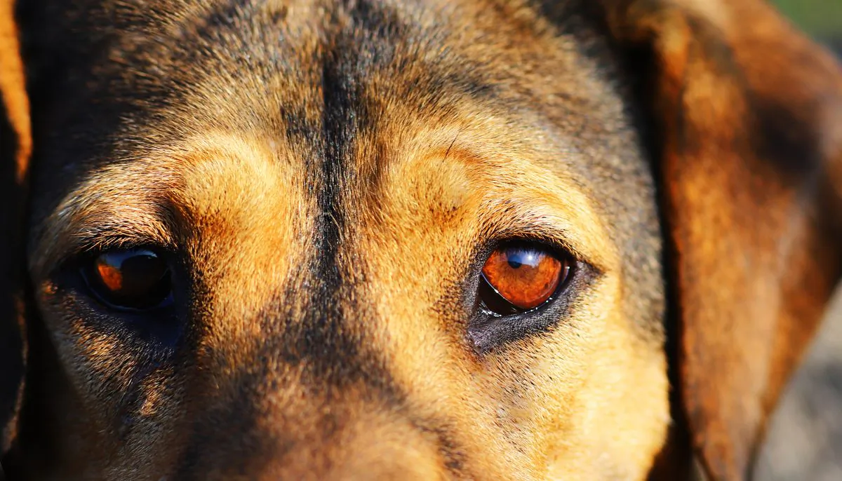 A dog in a stock photo. (Illustration - Shutterstock)  