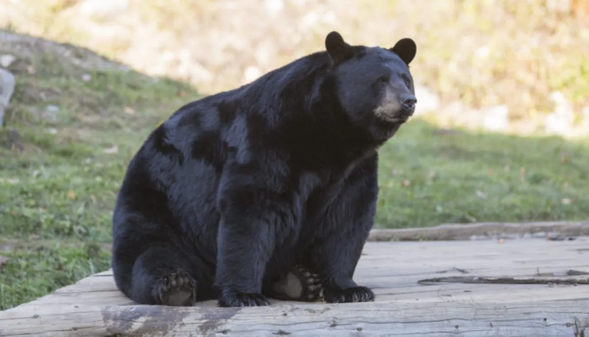 A black bear native to California sitting on the side of the road. (Shutterstock)