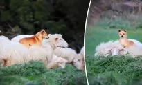 Sheepdog Gets Caught on Video Making Friends With Sheep, Going for Cozy Piggyback Ride