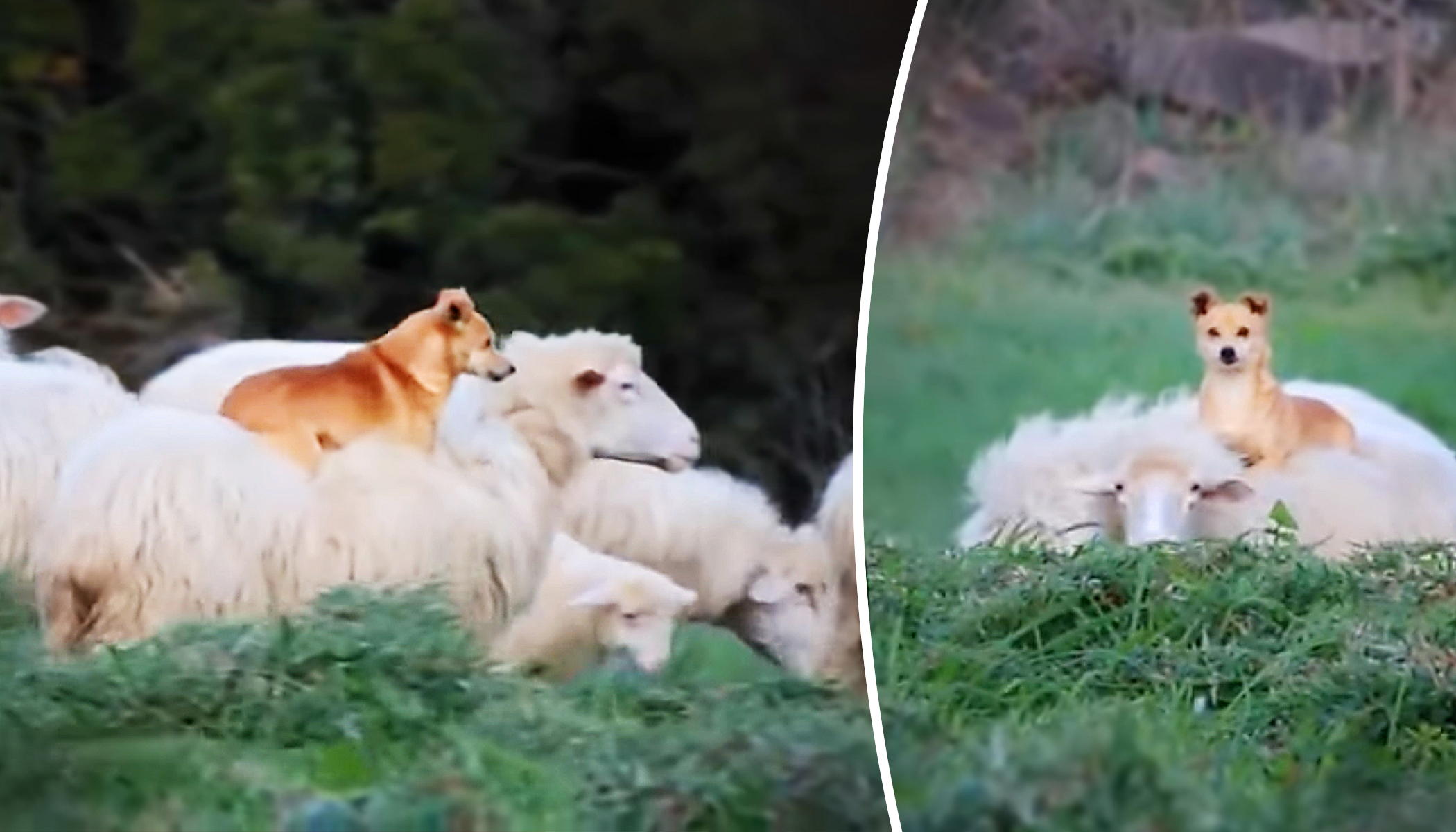 dog riding sheep