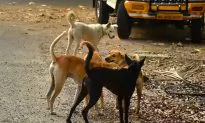 Indian Man Saves His Money For 10 Years to Buy a ‘Pet Ambulance’ to Rescue Desperate Stray Dogs