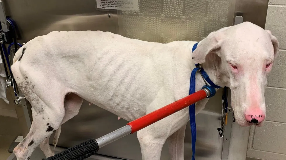 A starving Great Dane found by police at a home in St. Stephens Church, Virginia, on Aug. 27, 2019. (King & Queen County Sheriff's Office)