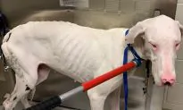 Police Save 32 Great Danes, Some in ‘Near-Death’ Conditions, From Virginia Home
