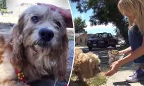 Homeless Cocker Spaniel Is Starving on the Streets Until Hope for Paws Comes to the Rescue