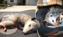 Mother Possum Found Dead on the Road, Her Body Protecting 9 Tiny Babies