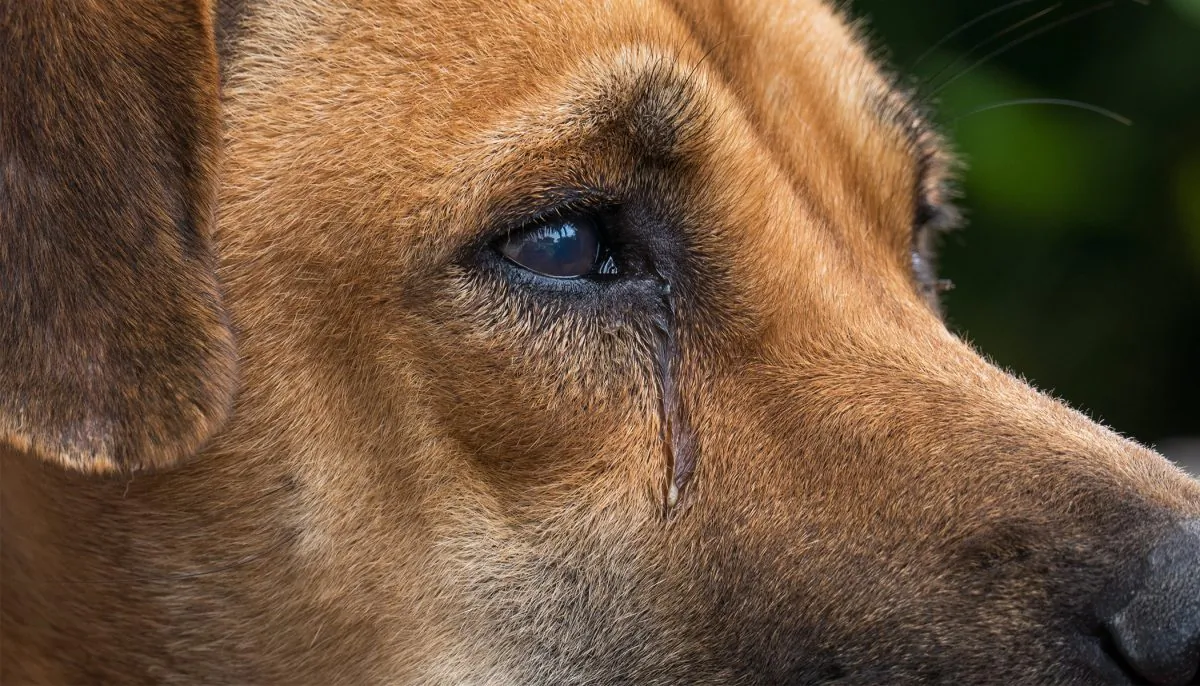A dog in a stock photo. (Illustration - Shutterstock)         