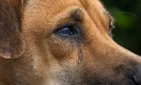 Undercover Footage Reveals Barbaric Treatment of Monkeys and Dogs at ‘German Laboratory’