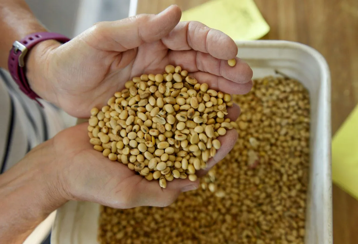 Vanessa Kummer checks the quality of their 2018 soybean crops on the family farm near Colfax, North Dakota, U.S., Aug. 6, 2019. (Reuters/Dan Koeck/File Photo)