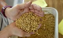 China Faces Food Security Challenges as El Niño Rainfall Comes to an End