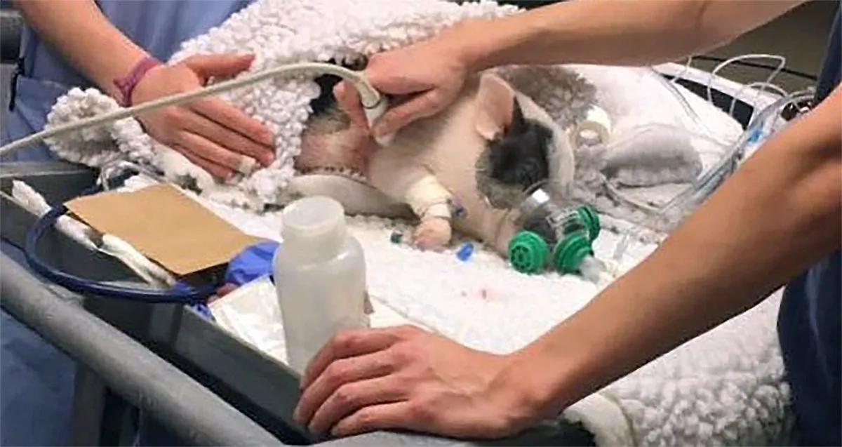 Social media celebrity Pickles the Pig is treated for poisoning at the University of California, Davis campus in Davis, Calif., on March 14, 2017. (livingwithpickles/Instagram)