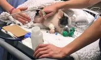 Video of Pig’s Miracle Recovery Goes Viral