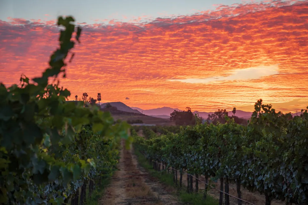 Vineyards at sunrise. (Courtesy of Visit Temecula Valley)