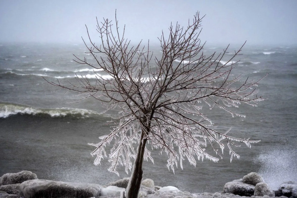Icicles form along the tree branches as the rough waves crash into shore at Coronation Park in Toronto on Feb. 12, 2019. Canadians can expect average temperatures this fall that will give way to a cold winter in central and eastern parts of the country, according to The Weather Network. (THE CANADIAN PRESS/ Tijana Martin)