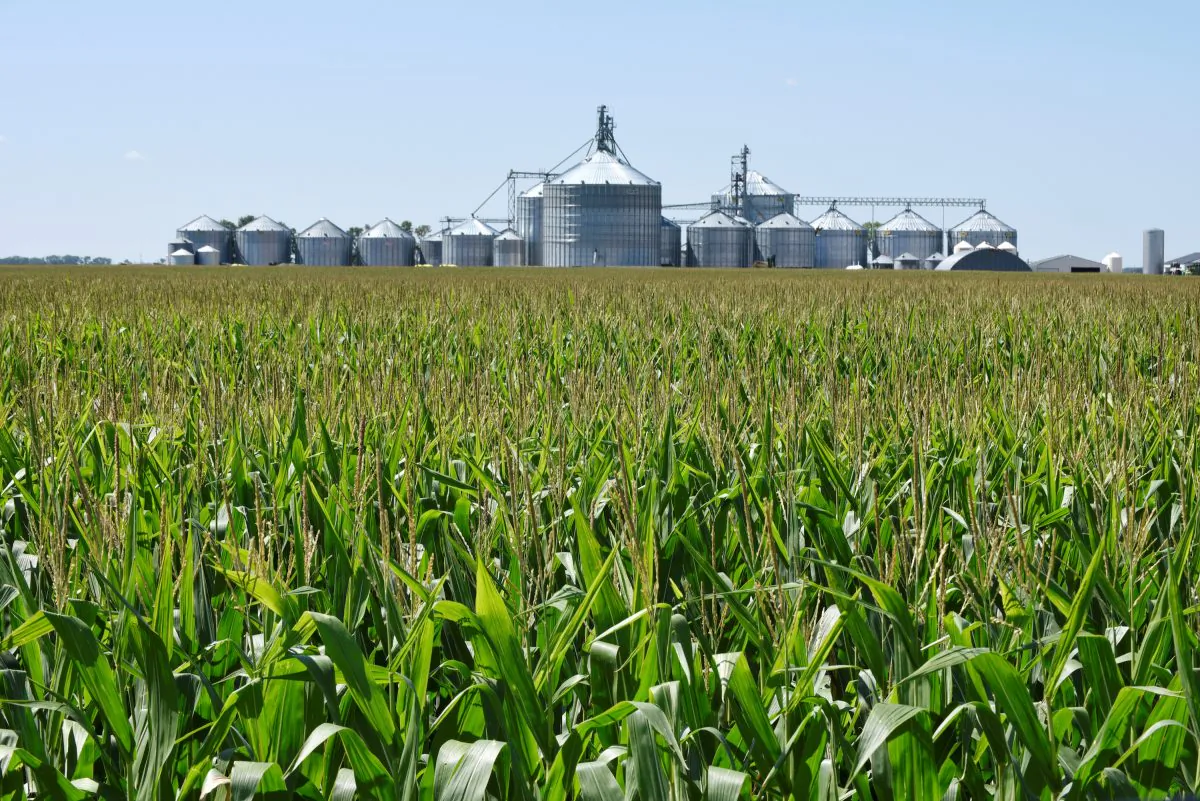 A corn field and storage bins are seen at a farm near Carrington, North Dakota, U.S. on Aug. 8, 2019. (Dan Koeck/Reuters)