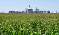 Big US Farms Get Even Bigger Amid China Trade War