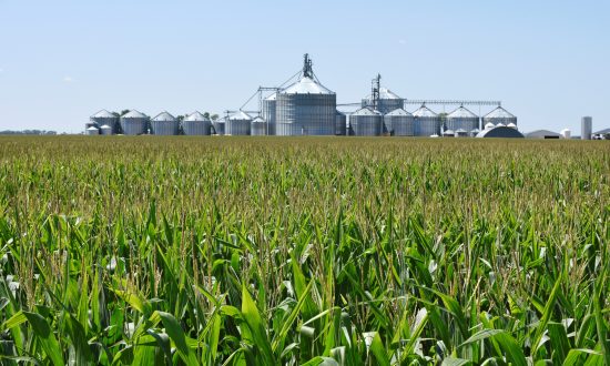 Big US Farms Get Even Bigger Amid China Trade War