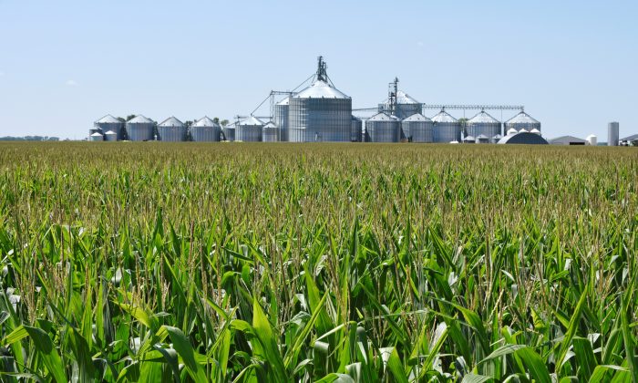A corn field and storage bins are seen at a farm near Carrington, N.D., on Aug. 8, 2019. (Dan Koeck/Reuters)