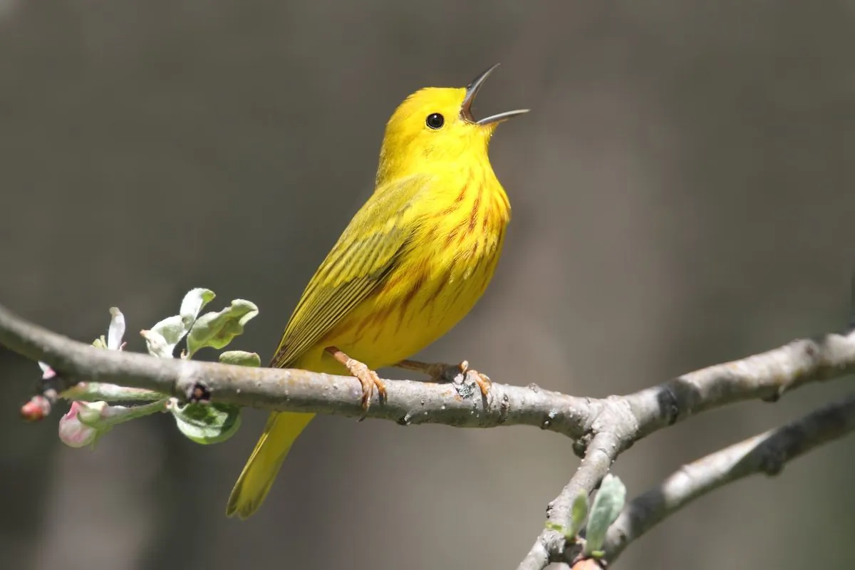 A yellow warbler. (Steve Byland/Shutterstock)

