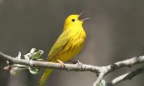 My Heart Is Like a Singing Bird: Emily Dickinson and Christina Rossetti