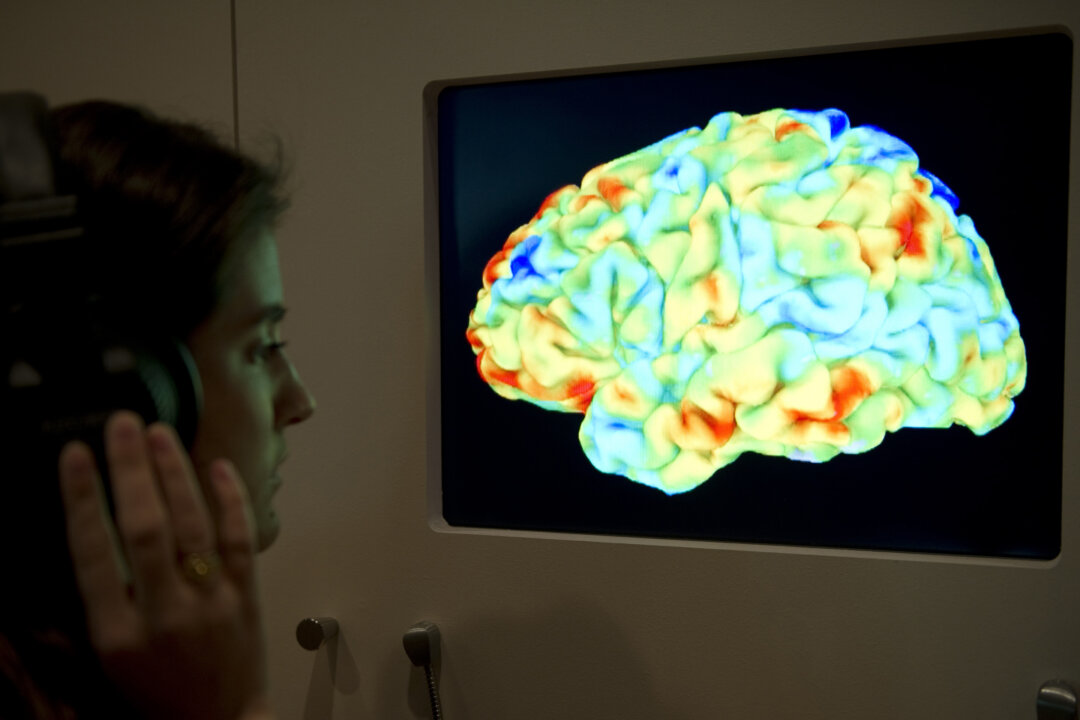 A woman looks at a functional magnetic resonance image (fMRI) showing the effect of Stravinsky's Rite of Spring and Kant's 3rd Critique on the human brain during the Wellcome Collection's major new exhibition "Brains: mind of matter" in London on March 27, 2012. (Miguel Medina/AFP/Getty Images)