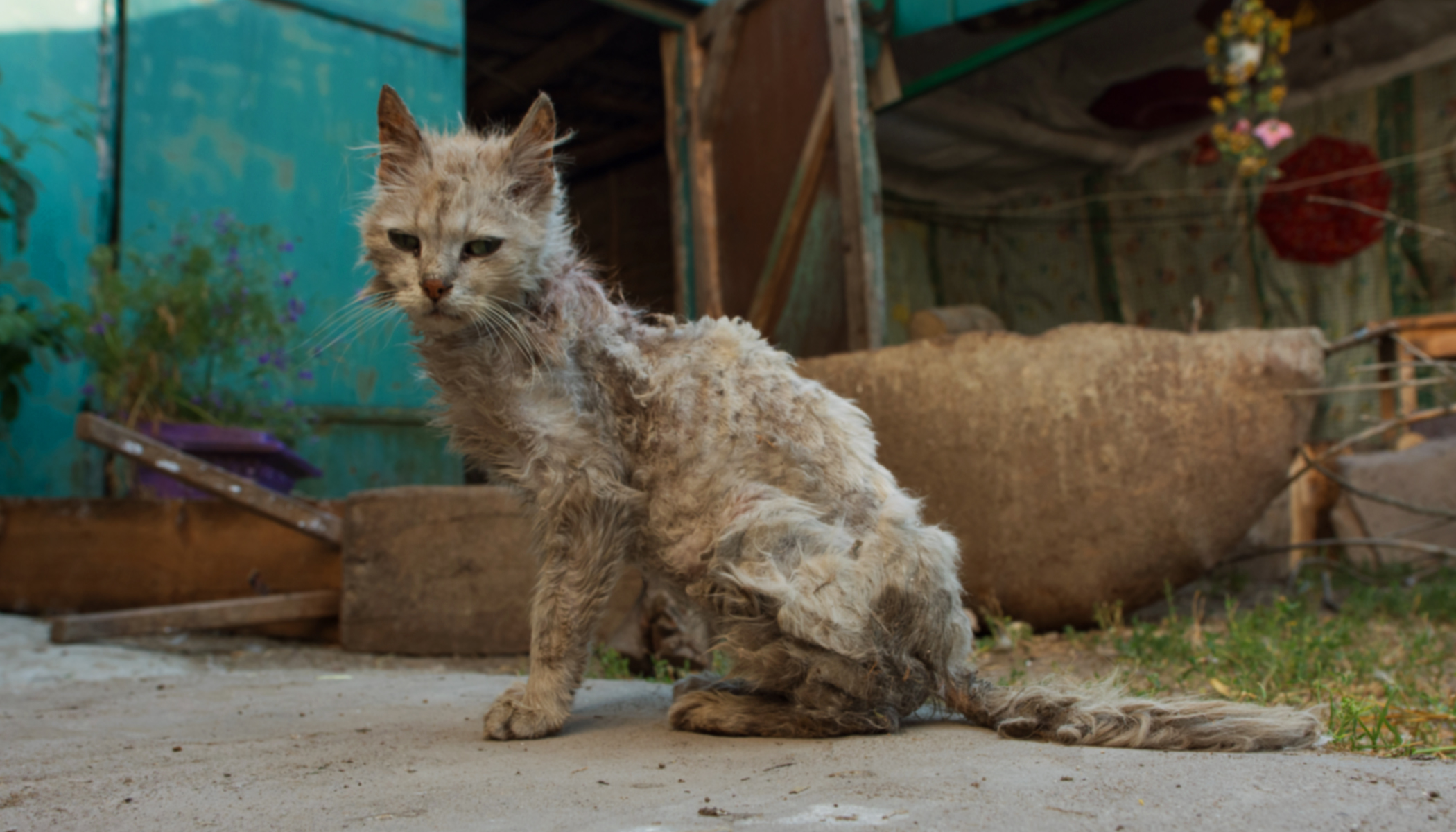 Flipboard Senior Stray Cat With Matted Fur and Rotten Teeth Gets a Makeover and Forever Home